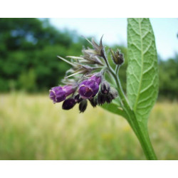 Symphytum officinalis