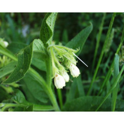 Symphytum officinalis