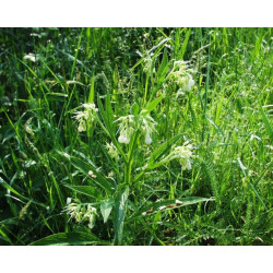 Symphytum officinalis