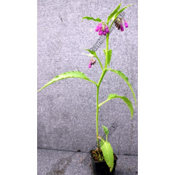 Symphytum officinalis