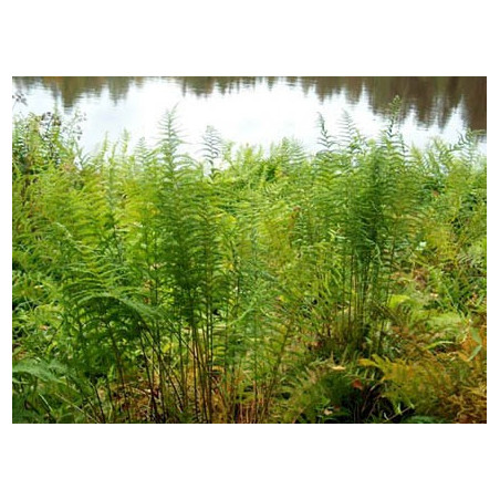 Thelypteris palustris