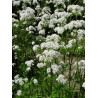 Valeriana officinalis