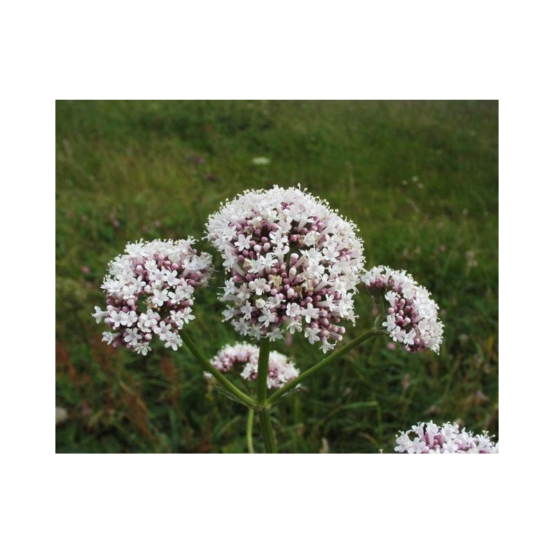 Valeriana officinalis
