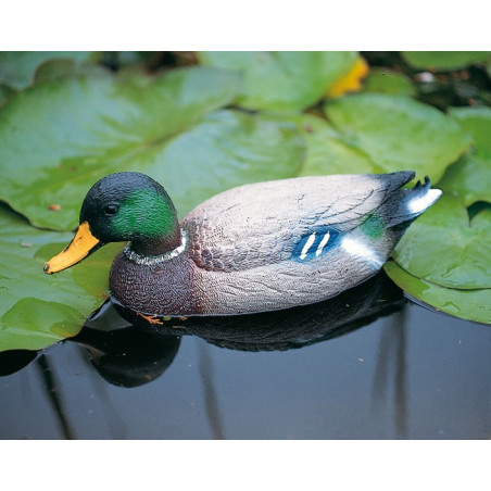 Colvert flottant mâle