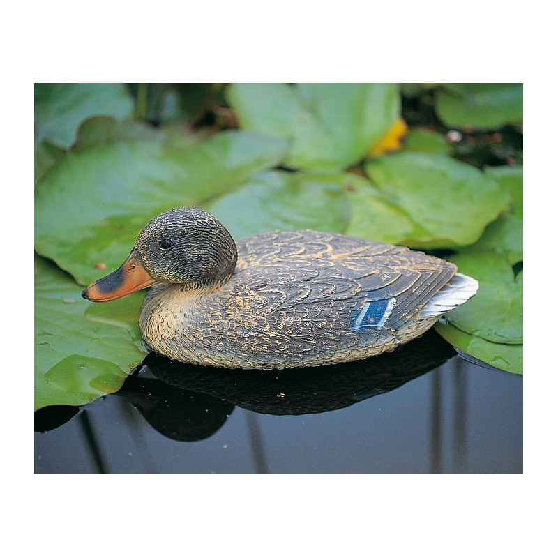 Colvert flottant femelle 