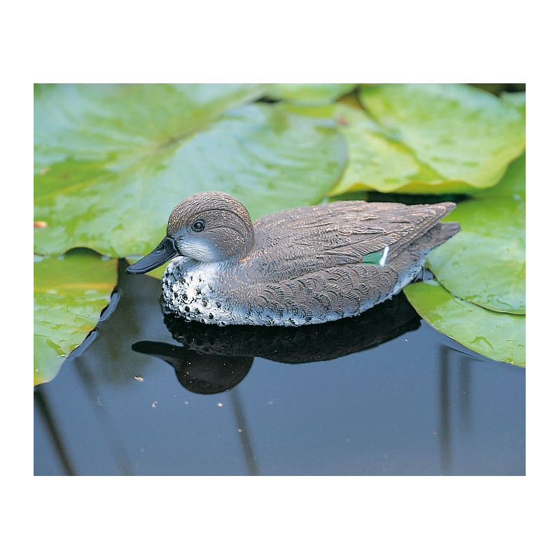 Sarcelle flottante  femelle 