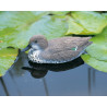 Sarcelle flottante  femelle 