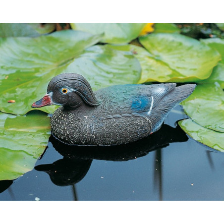 Carolina flottant femelle 