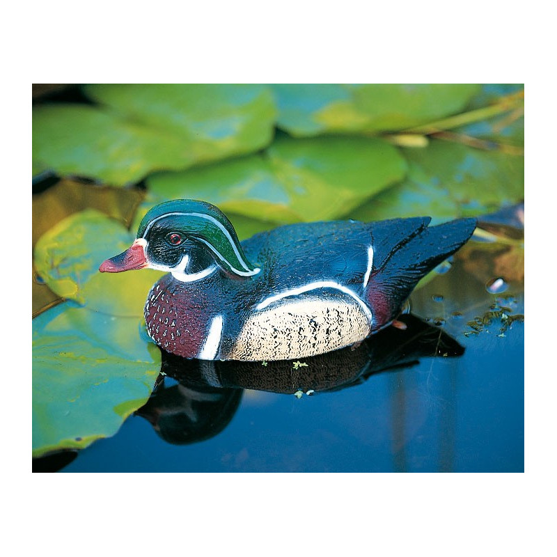 Carolina flottant mâle 