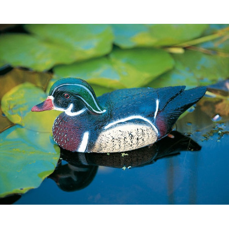 Carolina flottant mâle 