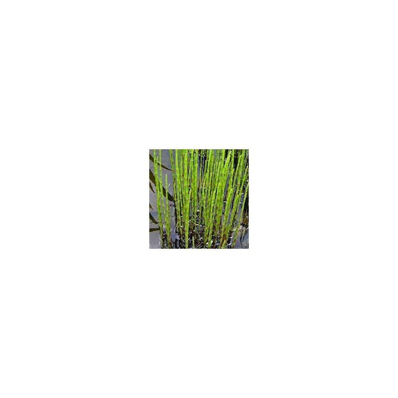 Equisetum japonicum