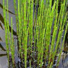 Equisetum japonicum