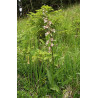 Epipactis palustris