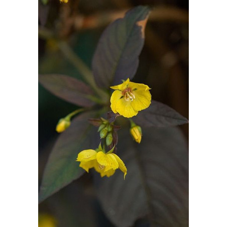 Lysimachia ciliata firecracker
