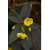Lysimachia ciliata firecracker