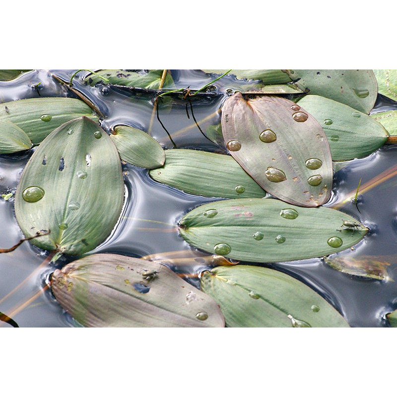 Potamogeton natans