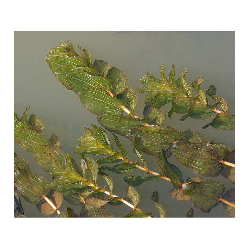 Potamogeton perfoliatus