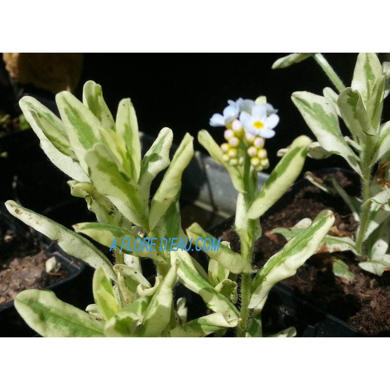 Myosotis palustris variegata