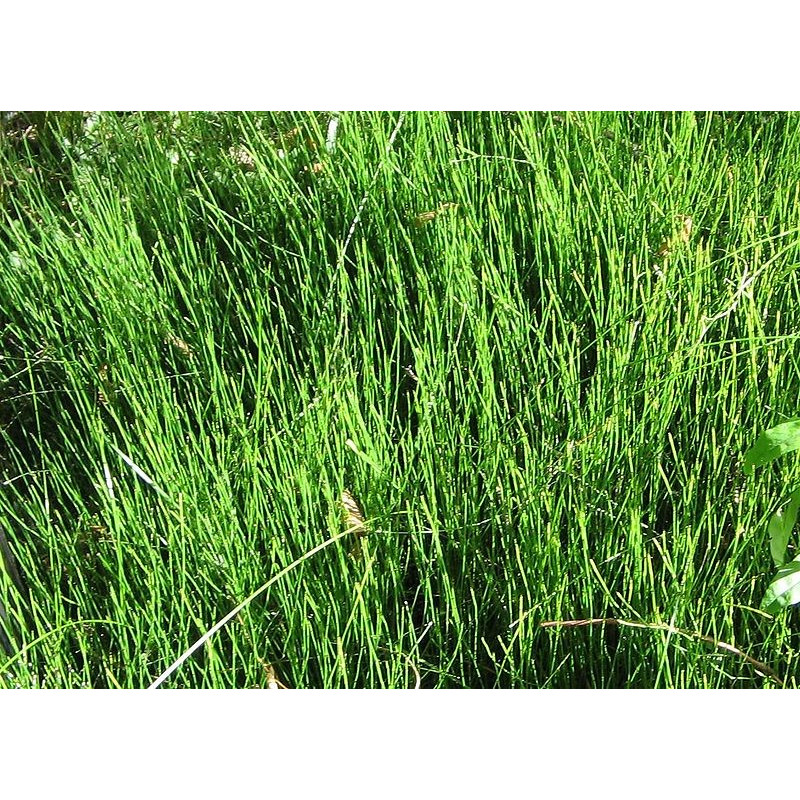 Equisetum scirpoides