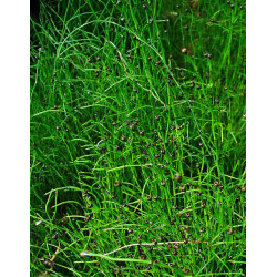 Equisetum scirpoides