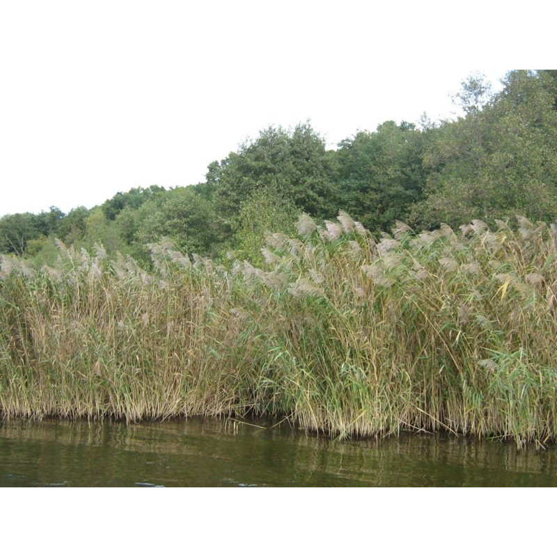 Phragmites australis (communis)