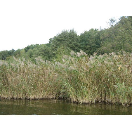 Phragmites australis (communis)