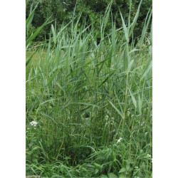 Phragmites australis (communis)