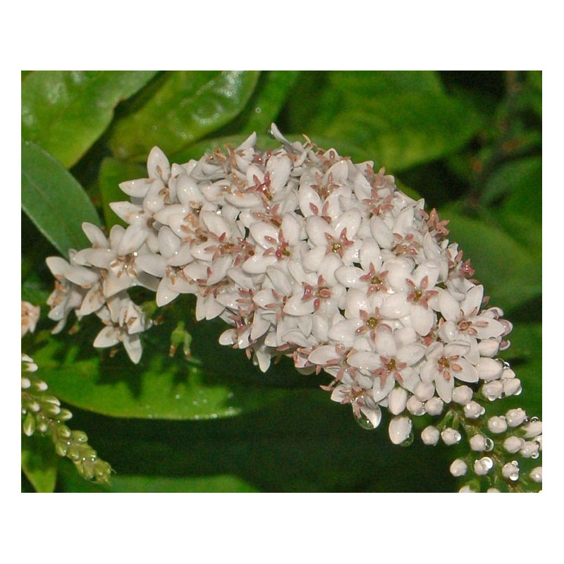 Lysimachia clethroides