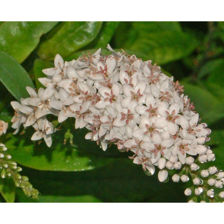 Lysimachia clethroides