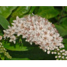 Lysimachia clethroides