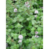 Mentha aquatica