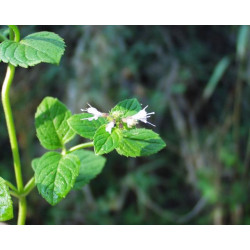 Mentha aquatica