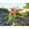 Mentha aquatica