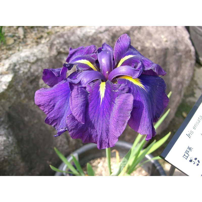 Iris ensata