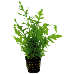 Ceratopteris thalictroides