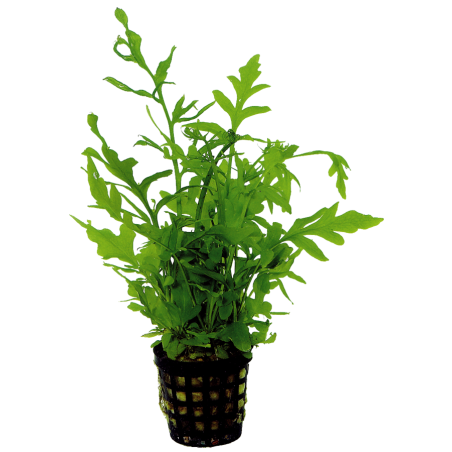 Ceratopteris thalictroides