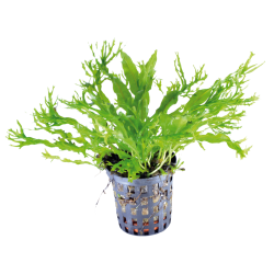 Microsorium pteropus windelov