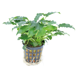 SCHISMATOGLOTTIS PRIETOI