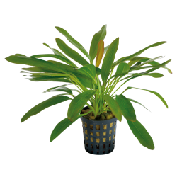 ECHINODORUS RED DEVIL