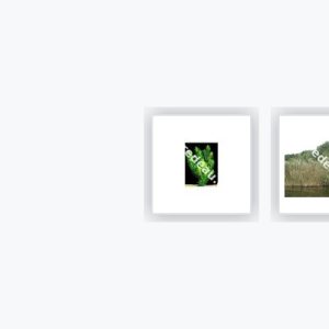 Plantes de bassin