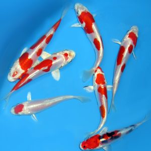 Carpes Koi